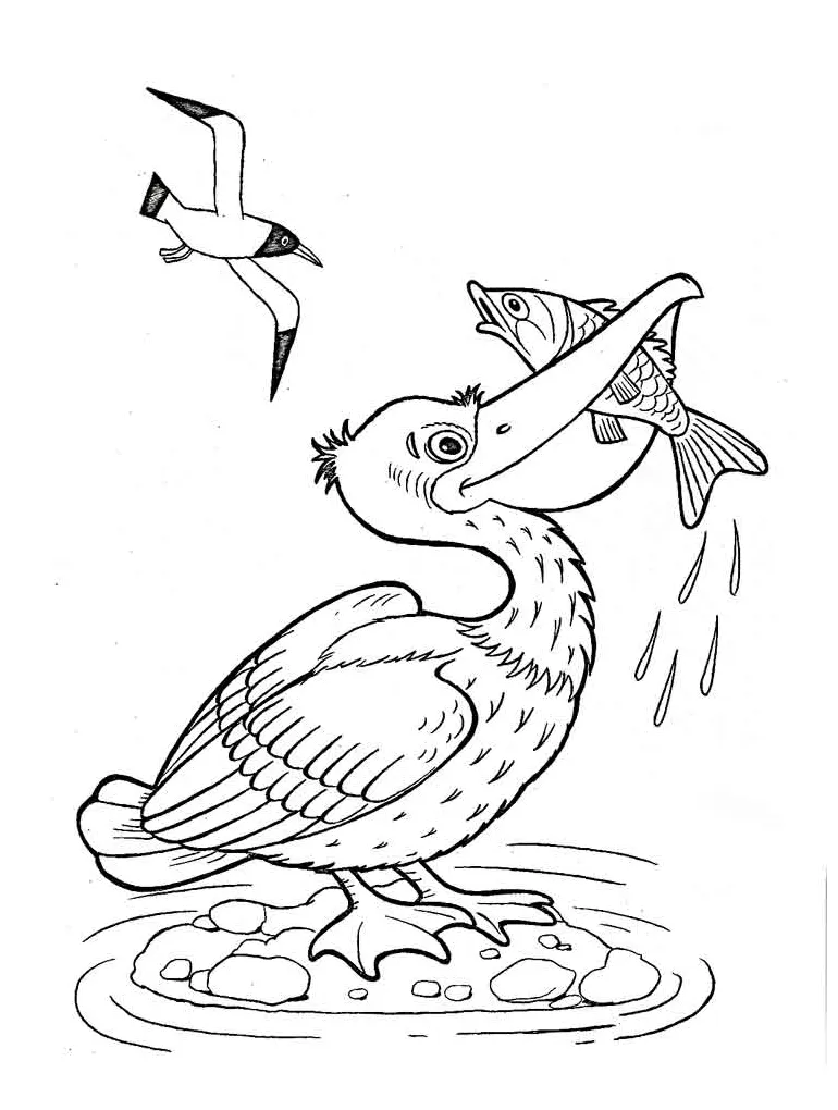 Pelican coloring pages at getcolorings free printable colorings