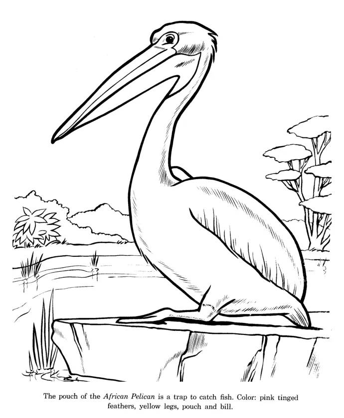 Pelican coloring pages best coloring pages for kids