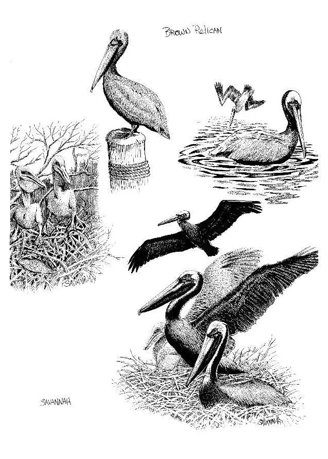 Coloring page pelican free printables img 8545