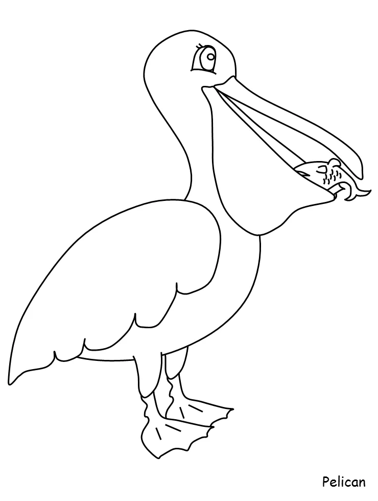 Pelican coloring pages best coloring pages for kids