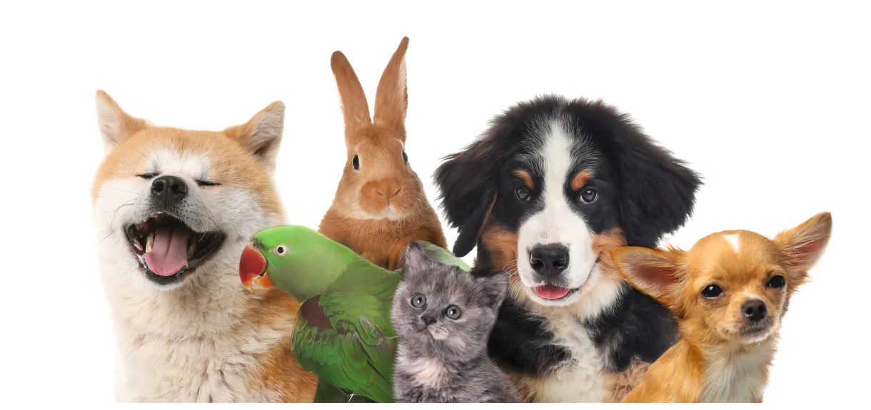 Pet bazaar florida printable coloring page