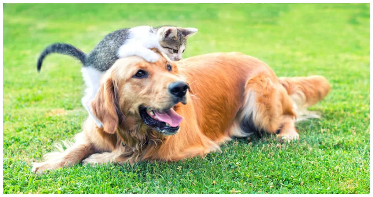 Power of the pet pets enrich our lives huffpost