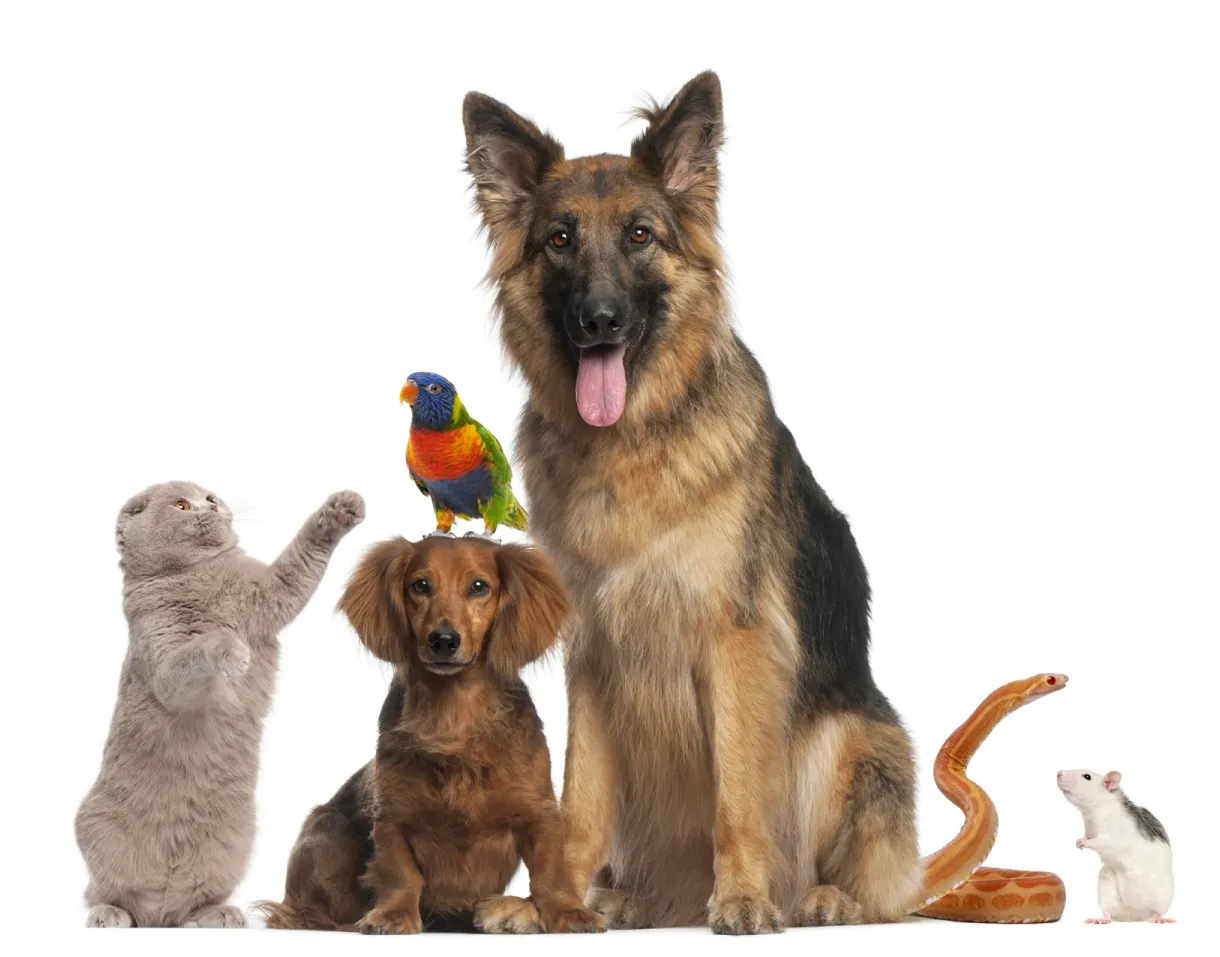 Deal with pets january 2013