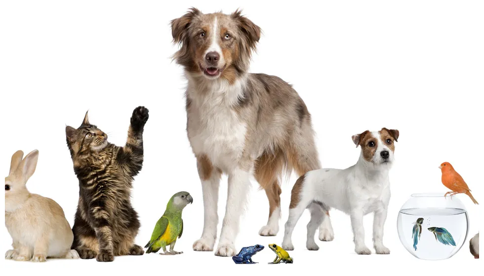 Deal with pets why you should have a pet in your life