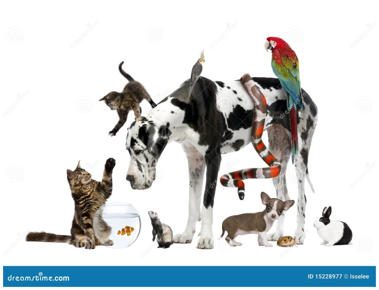Group of pets together graphy 15228977