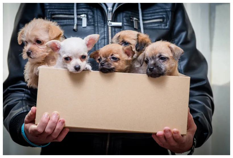 Adopt a pet on national adoption day the city lane