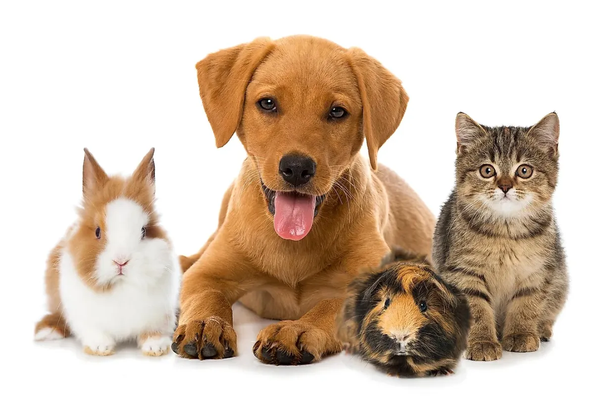 The most popular types of pets in the european union