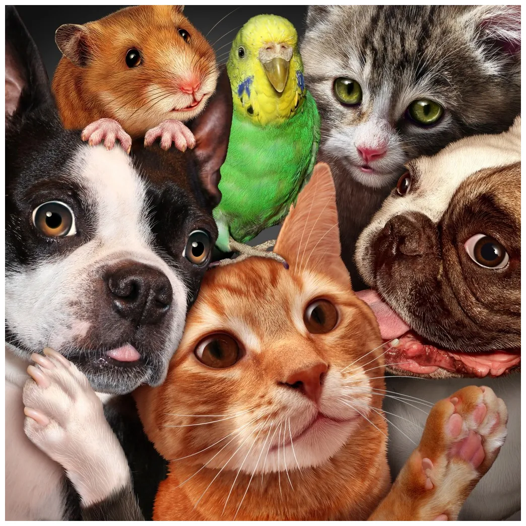 Best small dog family pet at arnold herrera blog printable coloring page