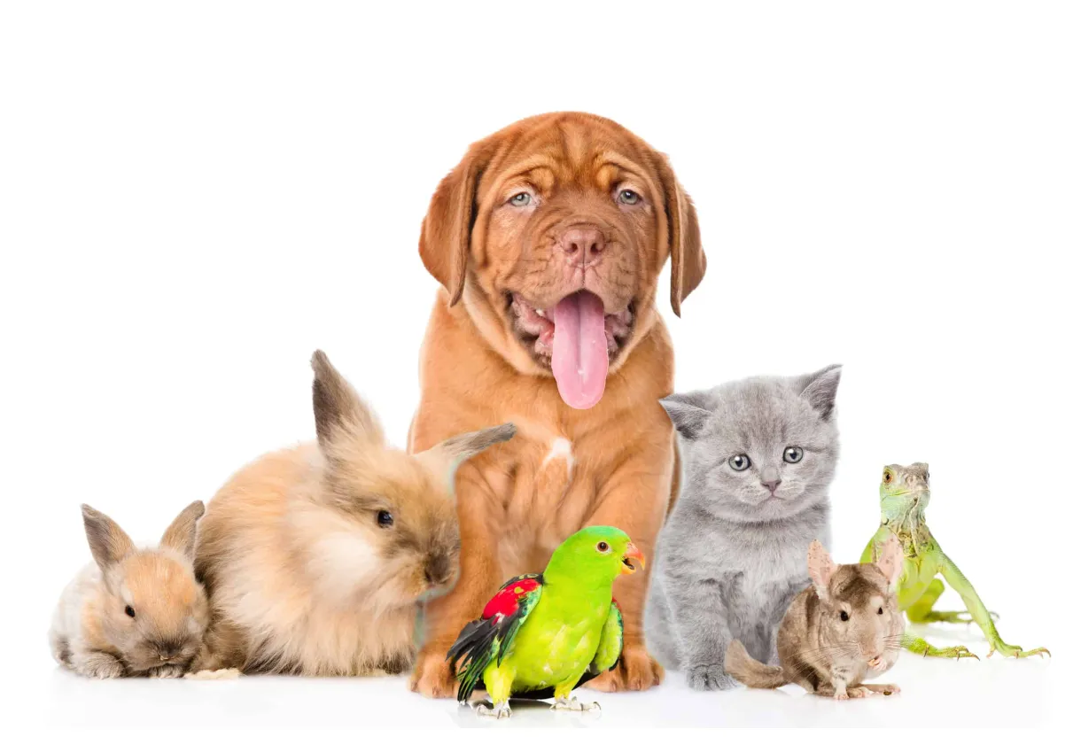 Celebrating national pet day fur services fur pets