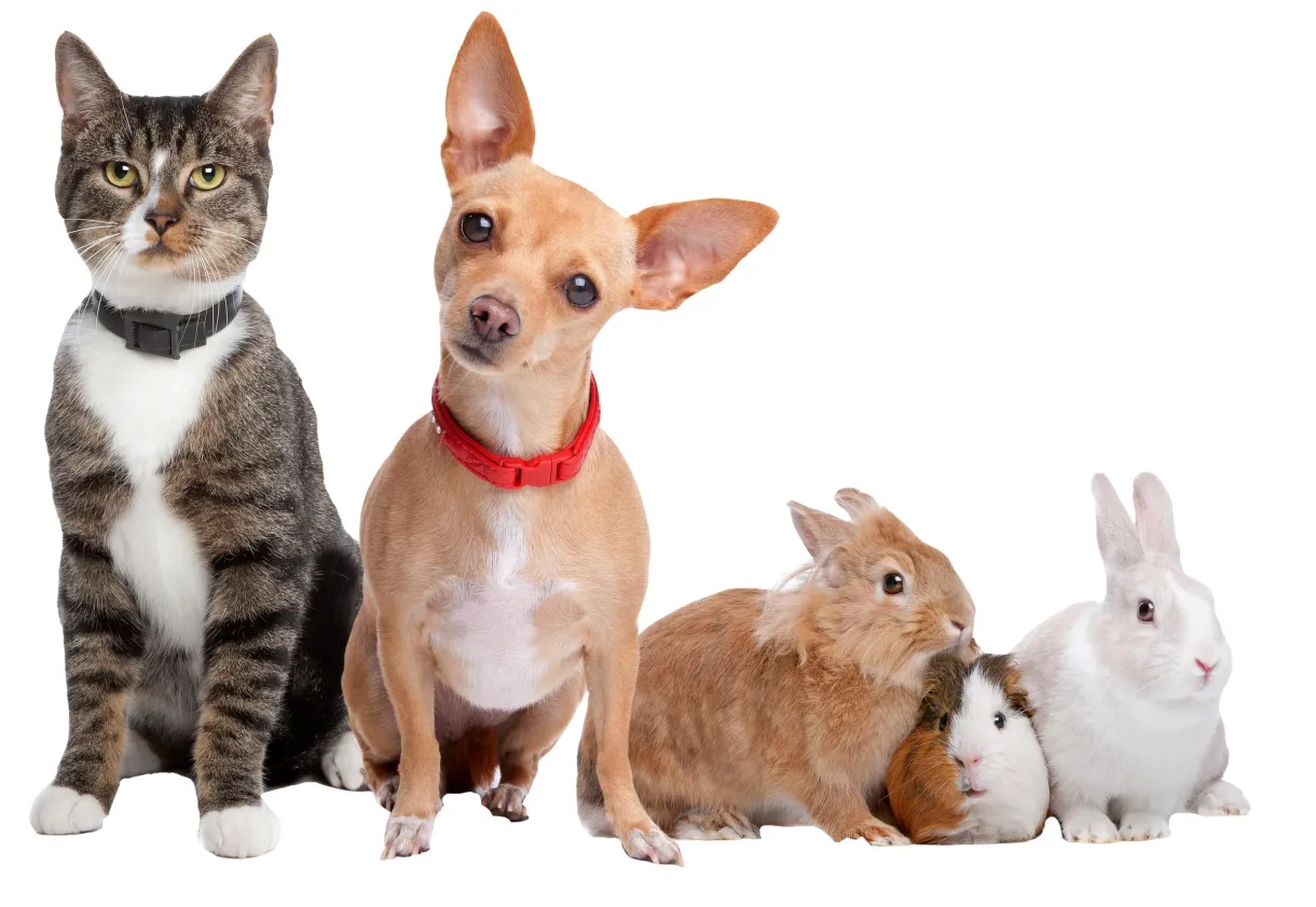 Pet resources american animal hospitalamerican animal hospital