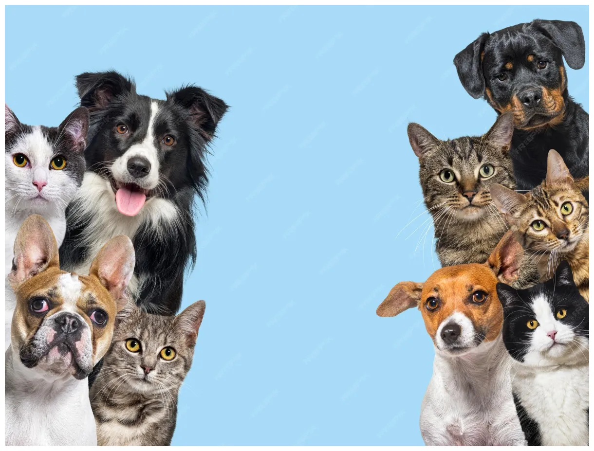 Premium large group of cats and dogs looking at the camera on