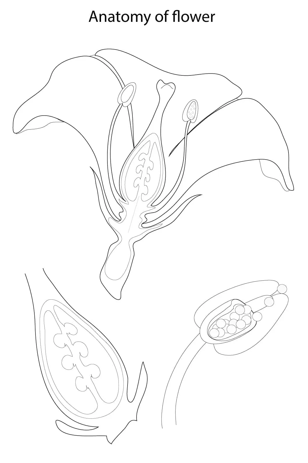 Coloring pages of synthesis [2025]