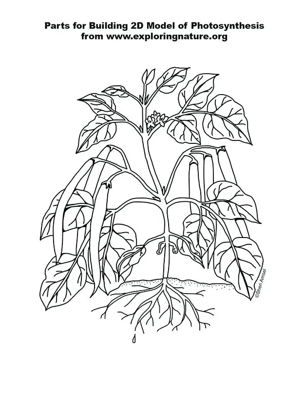 Synthesis coloring page at getcolorings free printable