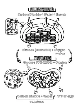 Synthesis coloring and review page by marie rodriguez tpt