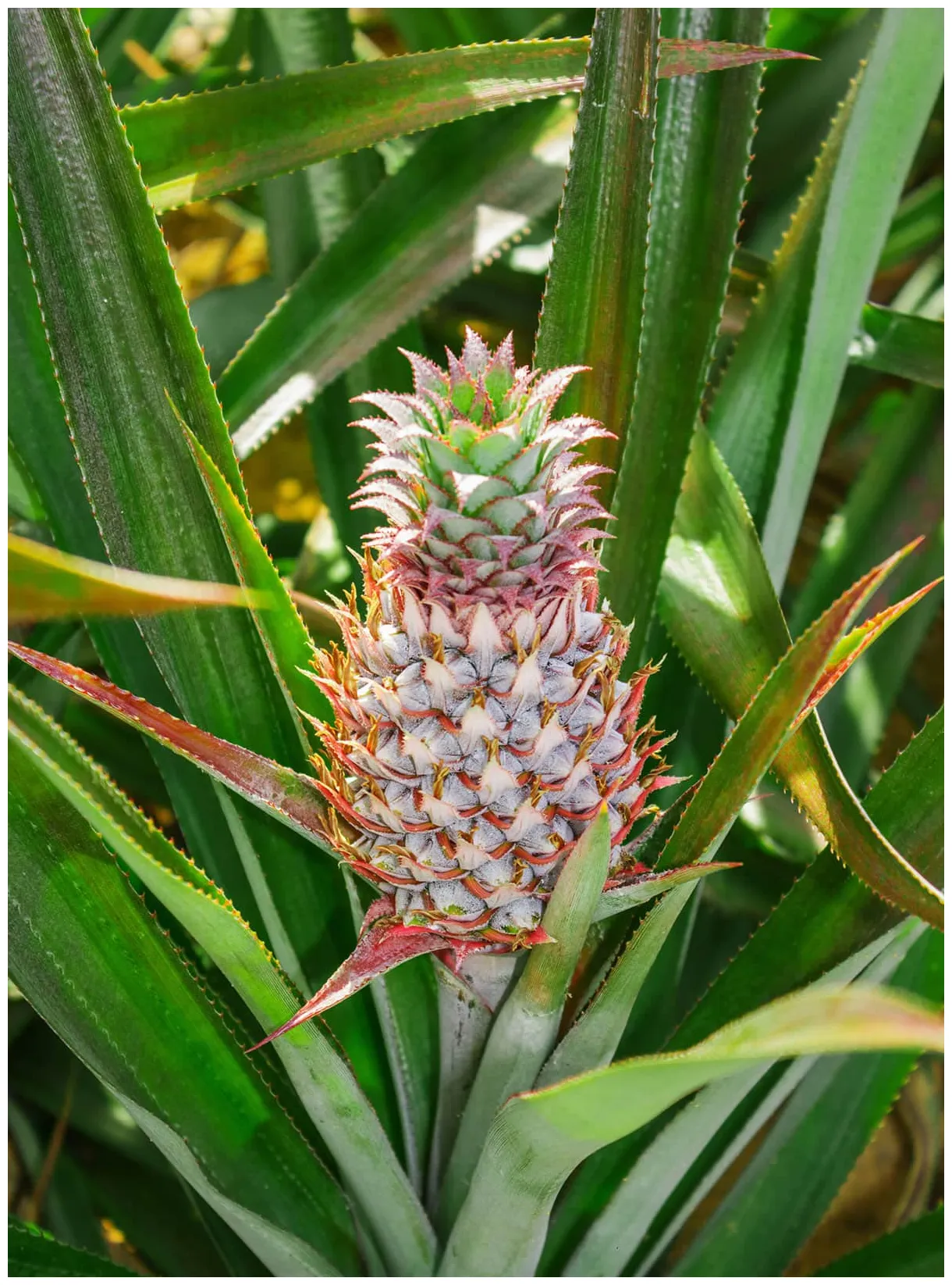 Facts about pineapple plants at liam tindal blog printable coloring page