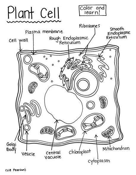 Plant cell coloring page unique plant cell coloring diagram worksheet