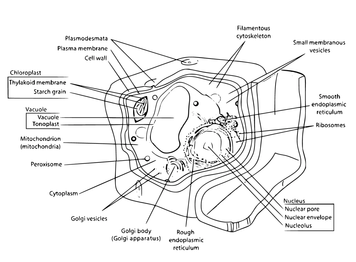 Plant cell coloring sheets coloring pages 3 printable sheets, simple