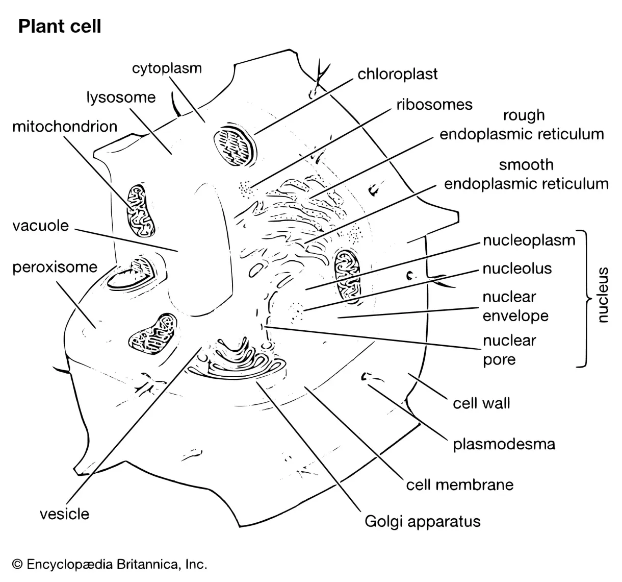 Plant cell coloring sheets coloring pages 3 printable sheets, simple
