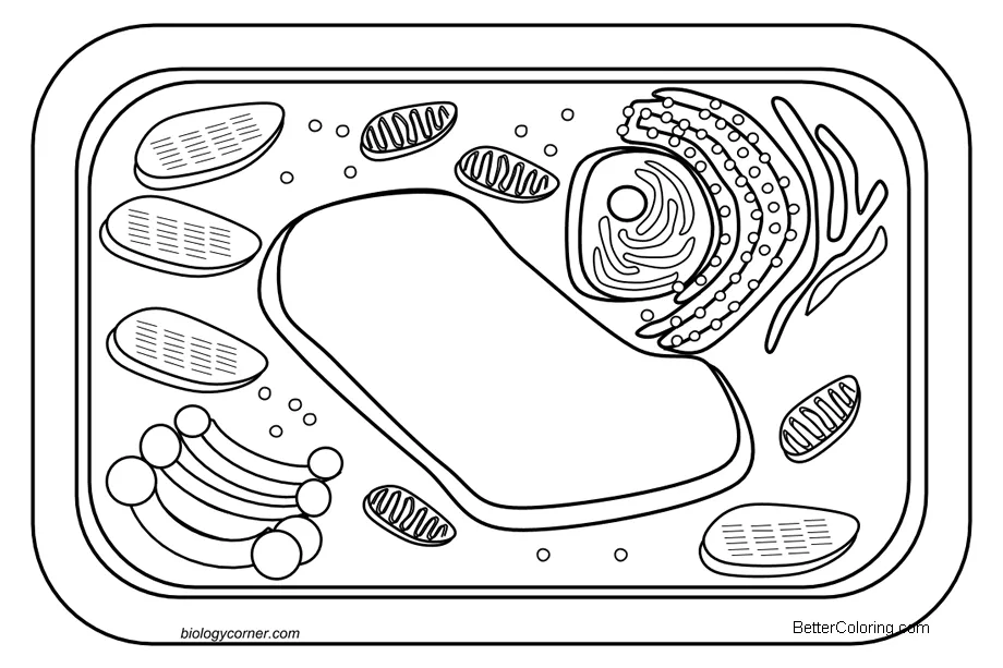 Plant cell coloring pages free printable coloring pages