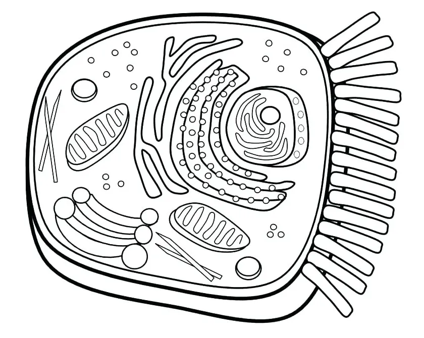Plant cell coloring page at getcolorings free printable colorings