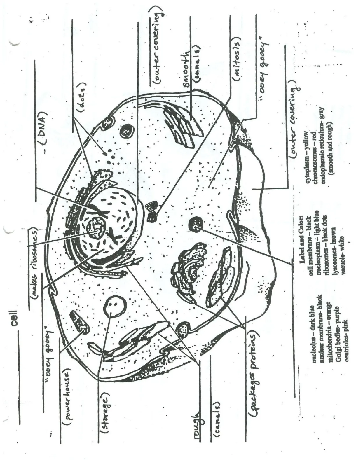 Plant cell coloring page