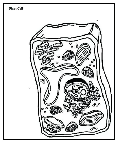 Plant cell coloring page at getcolorings free printable colorings