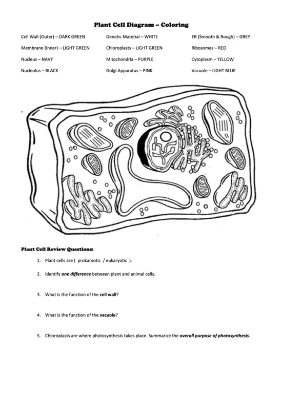 Plant cell diagram coloring printable pdf download