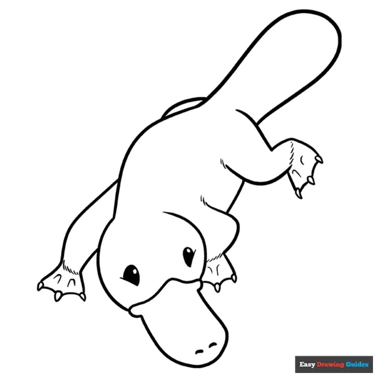 Platypus coloring page easy drawing guides coloring pages, platypus