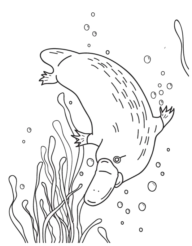 Printable duck billed platypus coloring page