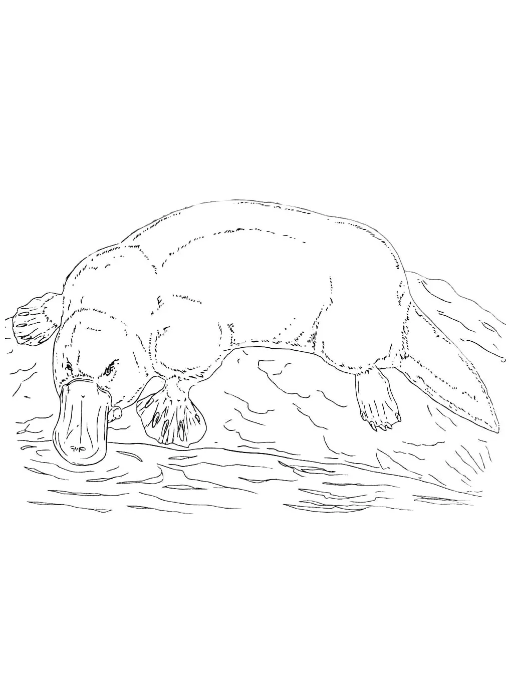 Platypus coloring pages