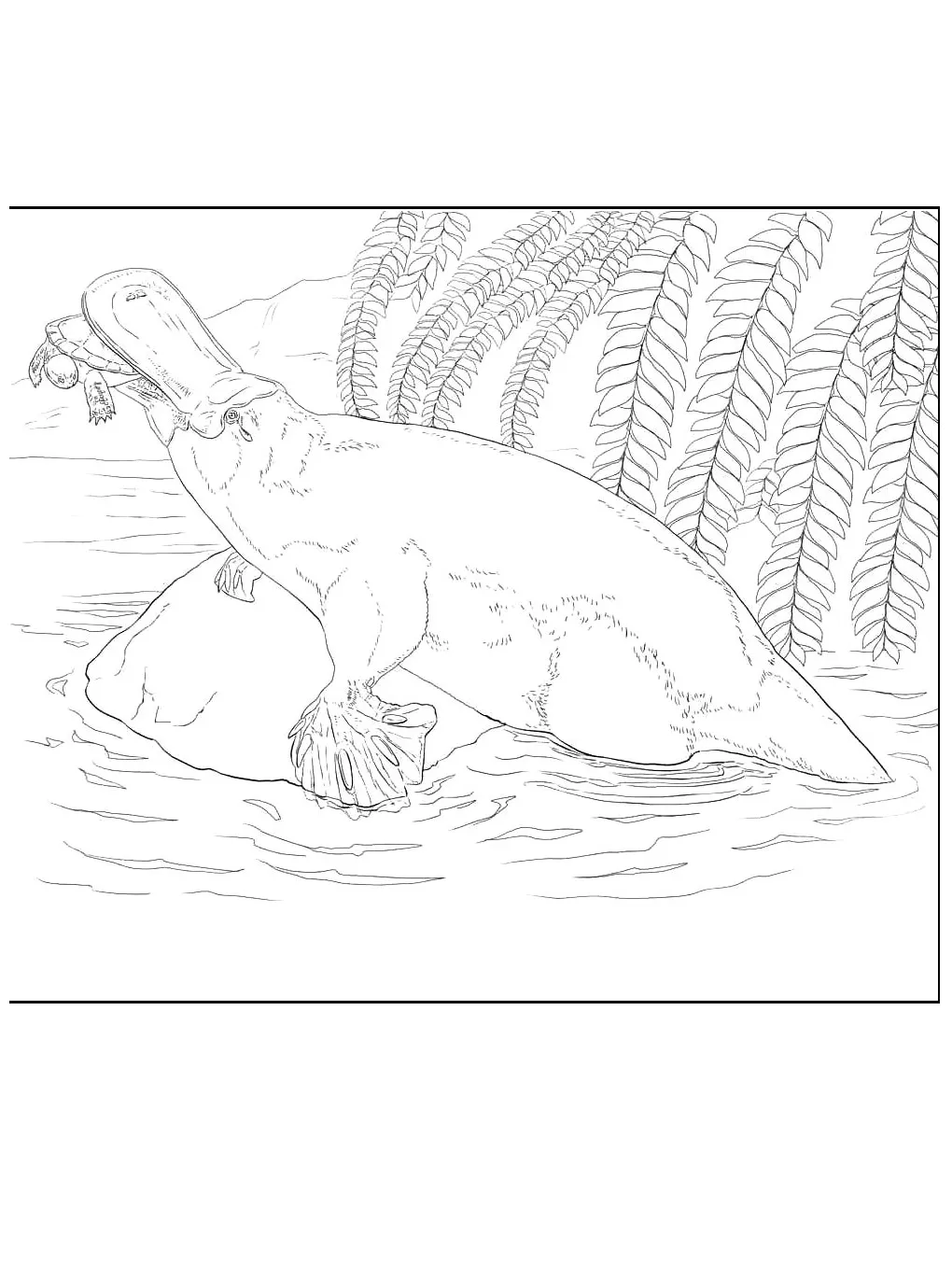 Platypus coloring pages
