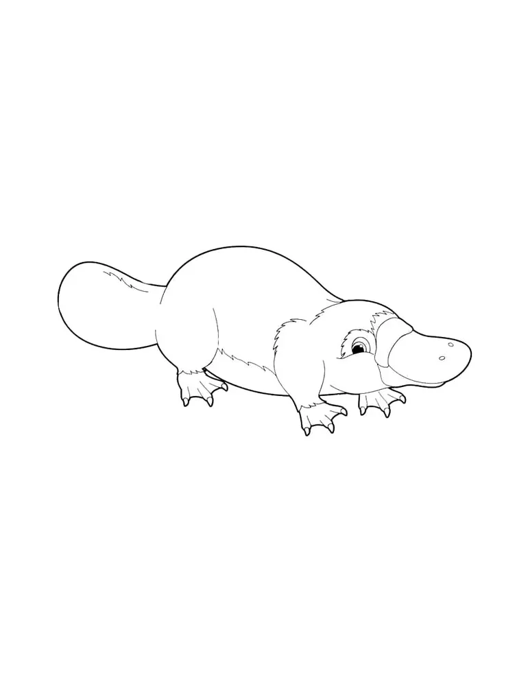 Platypus coloring pages