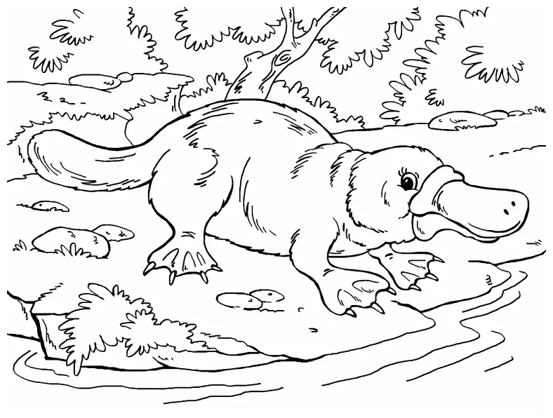 Platypus coloring page coloring pages 4 u