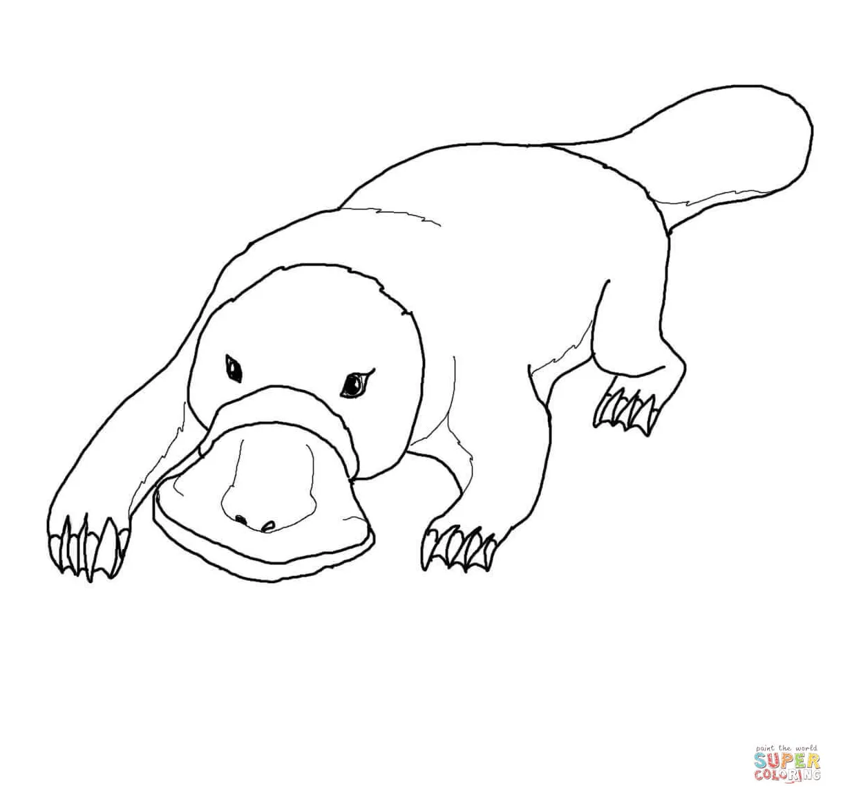 Platypus coloring page free printable coloring pages