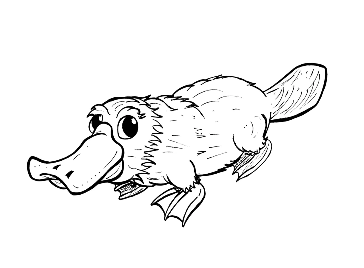 20+ platypus coloring pages free printable pdf & online coloring