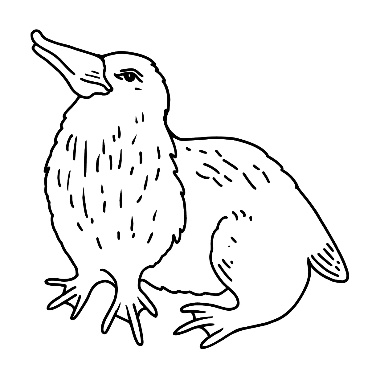 Platypus coloring page ♥ Color Online for Free!