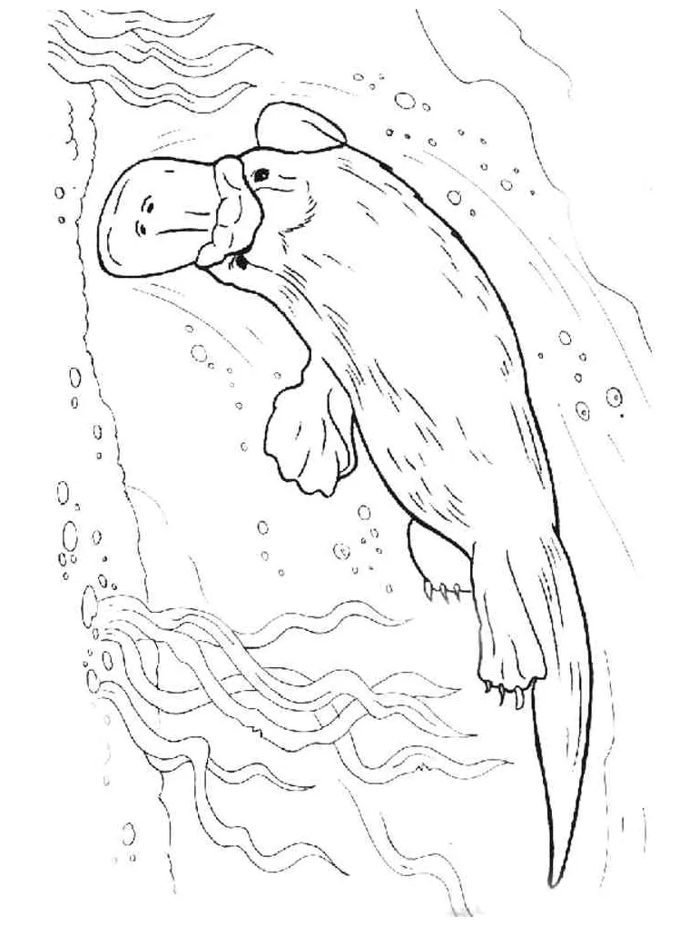 Platypus swimming coloring page