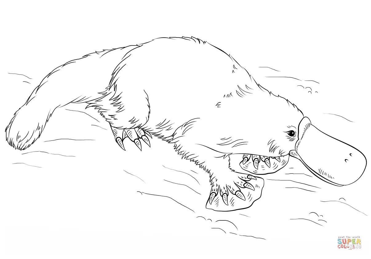 Platypus coloring page free printable coloring pages