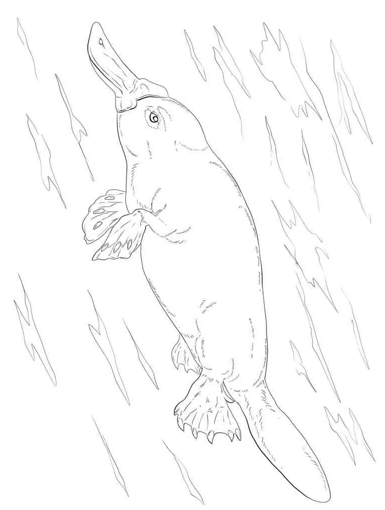 Platypus underwater coloring page