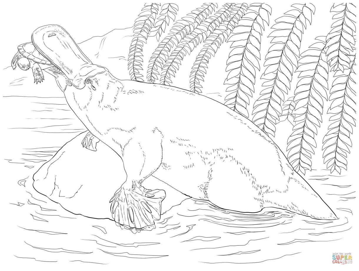 Platypus coloring online super coloring