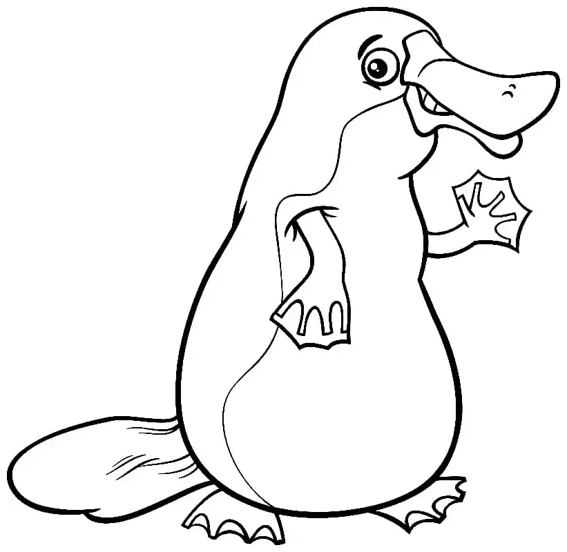 Platypus smiling