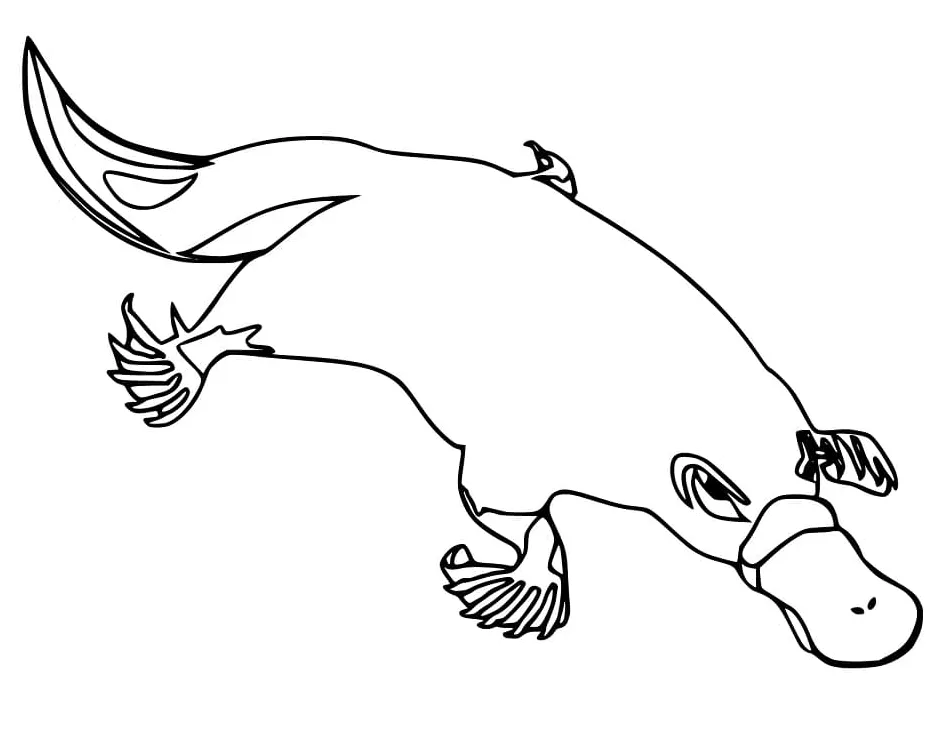 Lovely platypus coloring page free printable coloring pages for kids