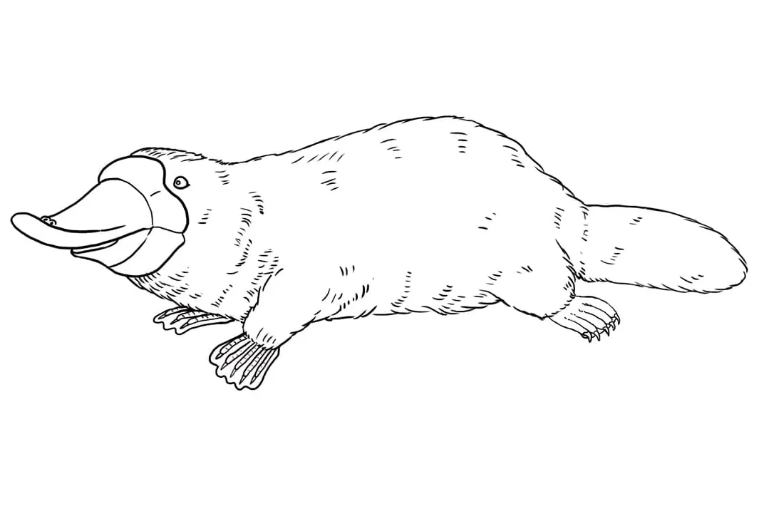 Platypus 1 coloring page free printable coloring pages for kids
