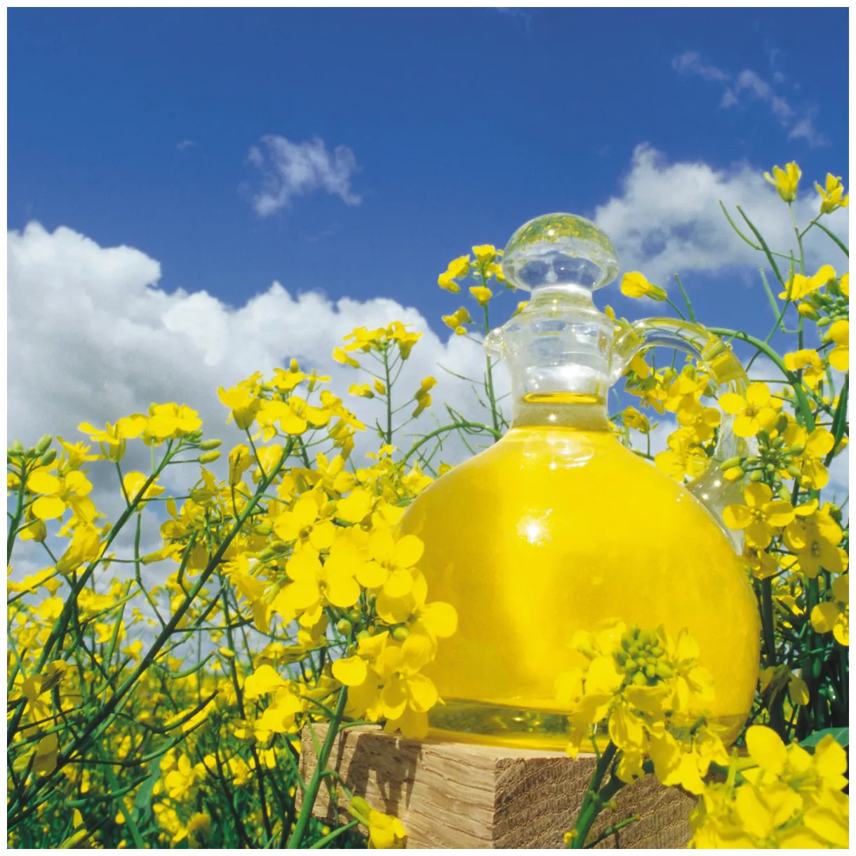 Gallery news & views u.s. canola association non-profit to