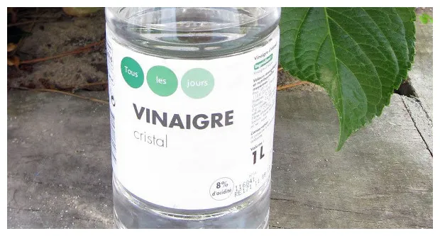 9 astuces naturelles pour lutter contre les araignées de votre maison