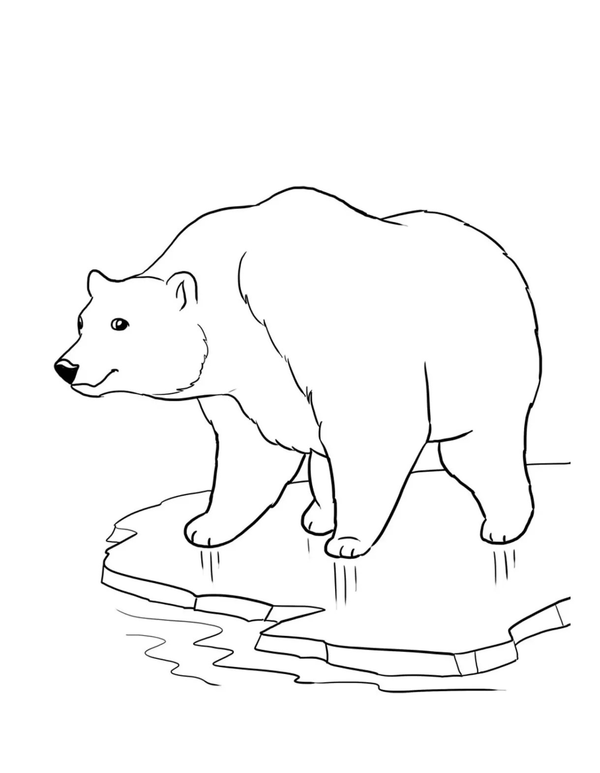 Polar Animals Coloring Pages at GetDrawings | Free download