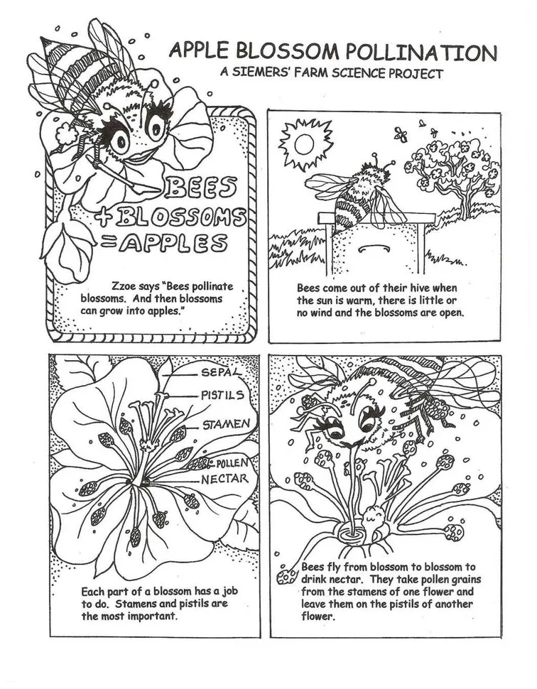 7+ pollination worksheet kindergarten coloring pages, kindergarten