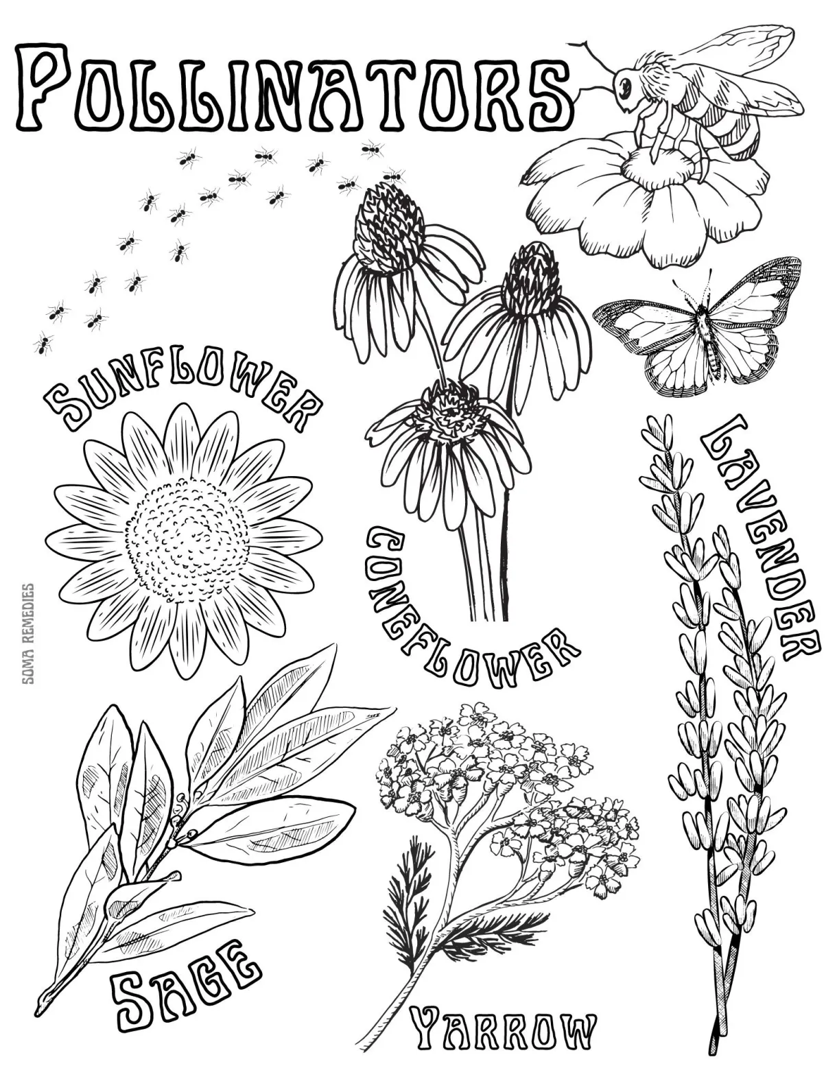 Pollinators coloring page, herb & plant coloring page, homeschooling