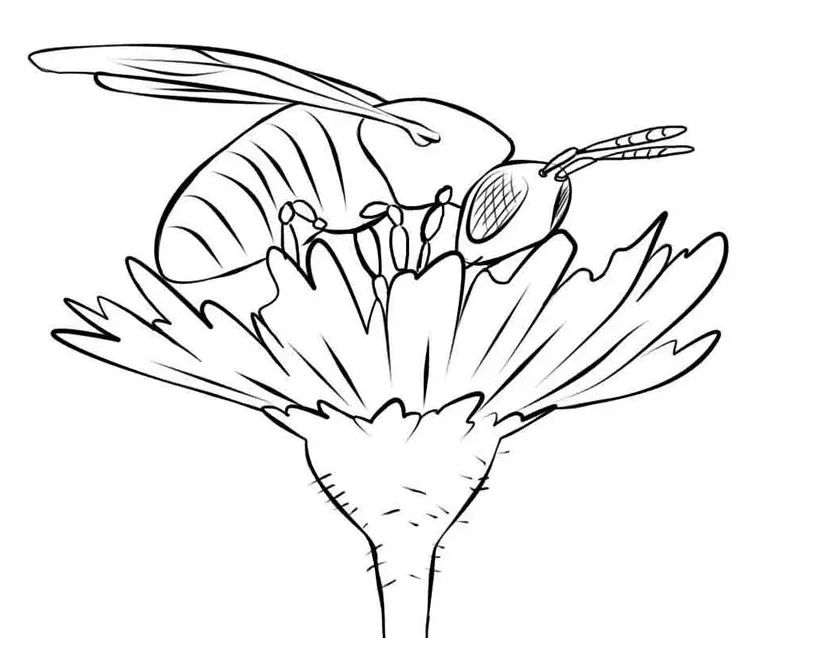 Pollinator coloring pages — seattle's favorite garden store since 1924