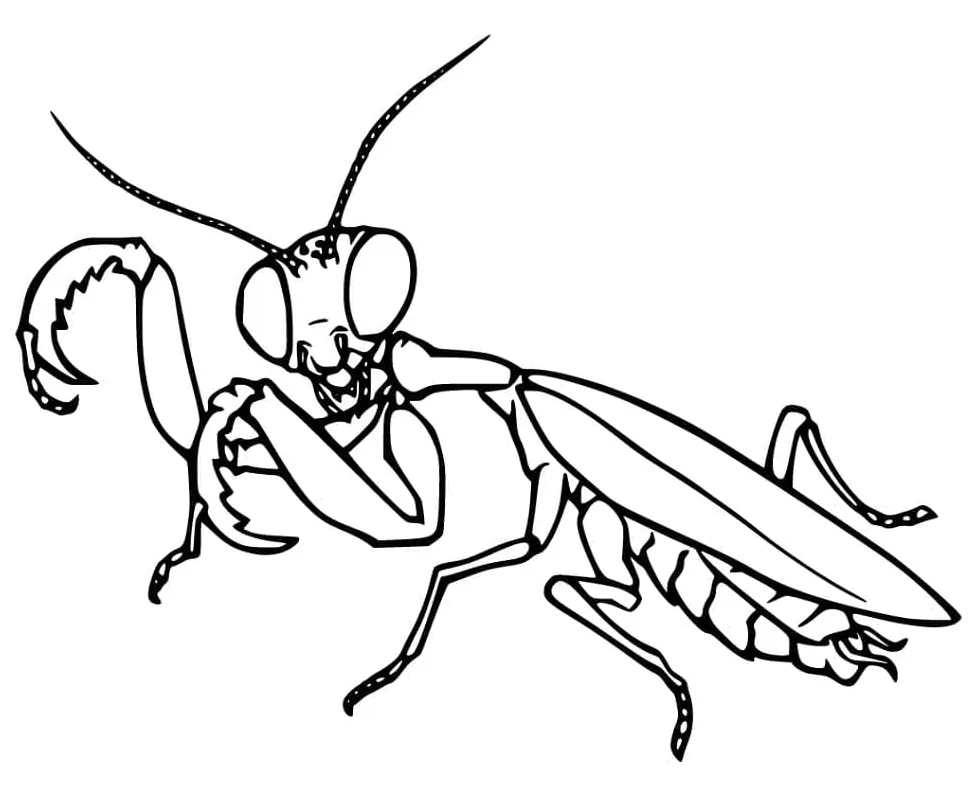 Praying mantis coloring page